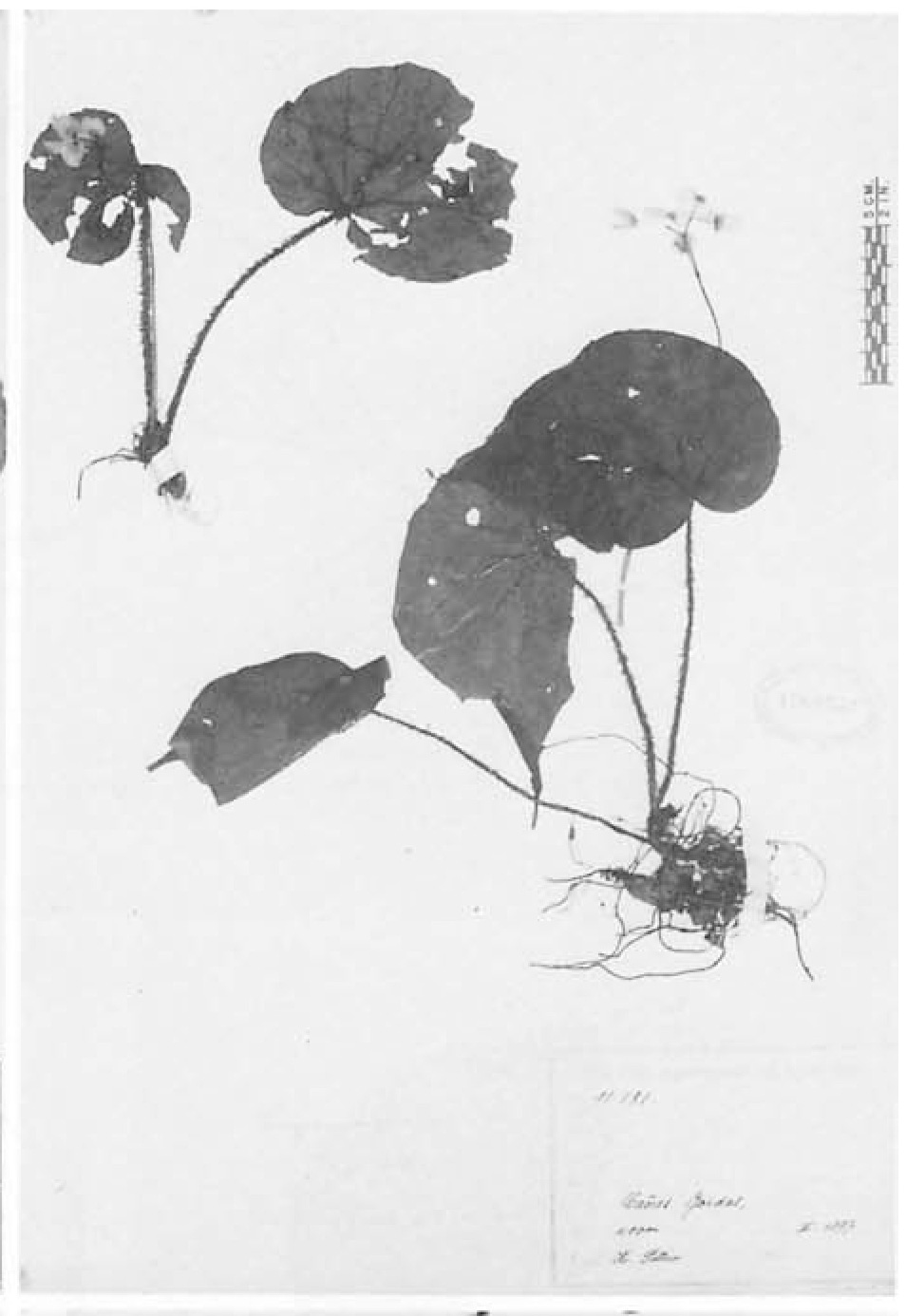 B. squamosa